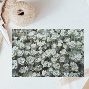 Papier Mousseline Sedum Spathulifolium Stonecrop Floral