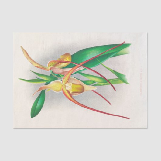 Papier Mousseline Selenipedium Grande (Orchidée) par Jean Jules Lind (Recto)