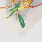 Papier Mousseline Selenipedium Grande (Orchidée) par Jean Jules Lind (Détail)