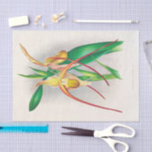 Papier Mousseline Selenipedium Grande (Orchidée) par Jean Jules Lind (Artisanat)