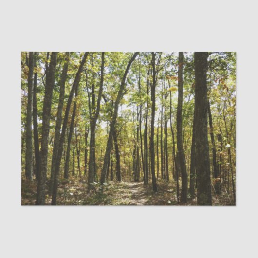 Papier Mousseline Sentier des Appalaches en octobre à Shenandoah (Recto)