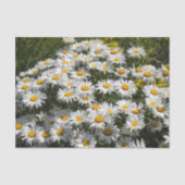 Papier Mousseline Shasta Daisies (Recto)