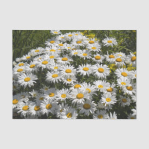Papier Mousseline Shasta Daisies