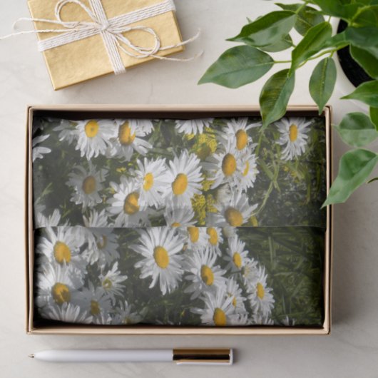 Papier Mousseline Shasta Daisies (Cadeau)