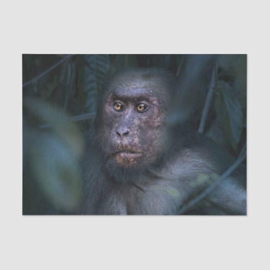 Papier Mousseline Singe dans la jungle (Recto)