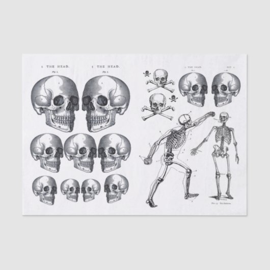 Papier Mousseline Skeleton Skuls Skull n Bones Decoupage Collage Ti (Recto)