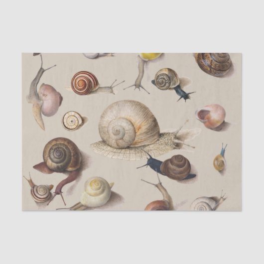 Papier Mousseline Snail Slug Garden Pet Gastropod (Recto)