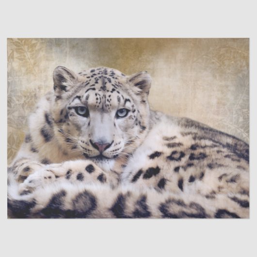 Papier Mousseline Snow Leopard Lying Down (Recto)