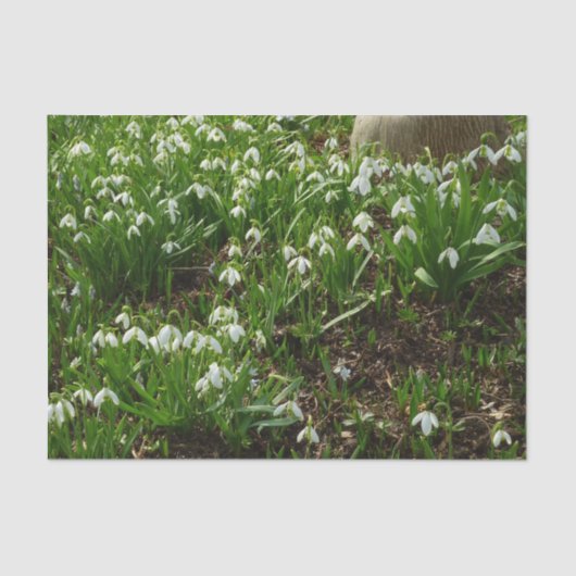 Papier Mousseline Snowdrops (Recto)