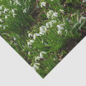 Papier Mousseline Snowdrops (Détail)