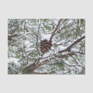 Papier Mousseline Snowy Pine Cône II hiver Photographie de la nature