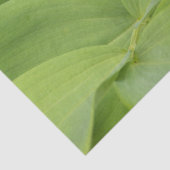 Papier Mousseline Solomons Seal (Détail)