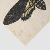 Papier Mousseline Sorcière Ephemera Design Series #8 (Détail)