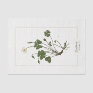 Papier Mousseline Sorrel de bois commun (Oxalis acetosella)
