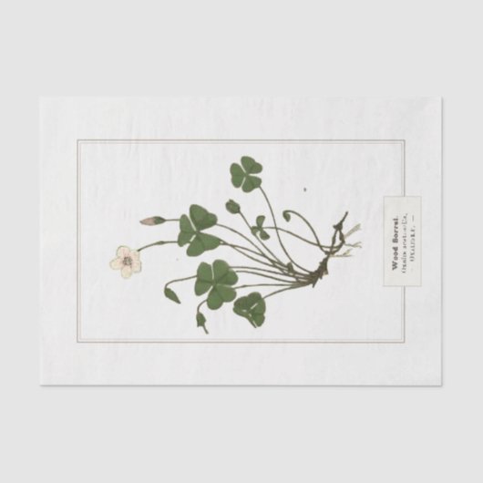 Papier Mousseline Sorrel de bois commun (Oxalis acetosella)  (Recto)
