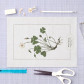 Papier Mousseline Sorrel de bois commun (Oxalis acetosella)  (Artisanat)