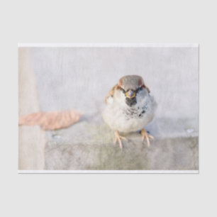 Papier Mousseline Sparrow - Le Guerrier