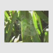 Papier Mousseline Spiderweb dans Tropical Leaves Nature (Recto)