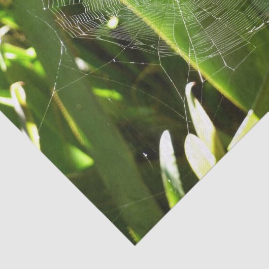Papier Mousseline Spiderweb dans Tropical Leaves Nature (Détail)