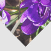 PAPIER MOUSSELINE SPRING CROCUS (Détail)