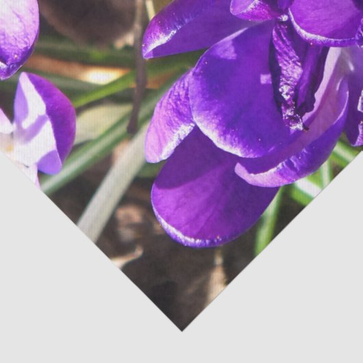 PAPIER MOUSSELINE SPRING CROCUS (Détail)