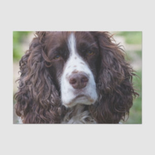 Papier Mousseline springer anglais spaniel.png