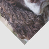 Papier Mousseline springer anglais spaniel.png (Détail)