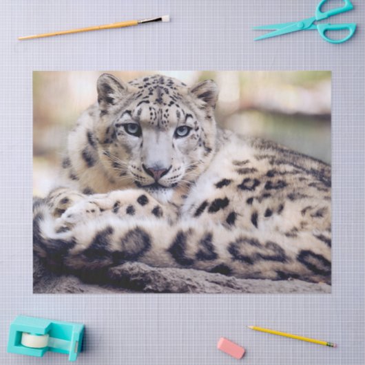 Papier Mousseline Stunning Snow Leopard Lying Down (Artisanat)