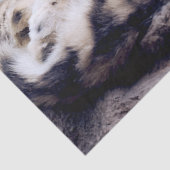 Papier Mousseline Stunning Snow Leopard Lying Down (Détail)