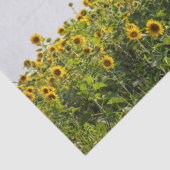 Papier Mousseline Sunflowers in a Field (Détail)