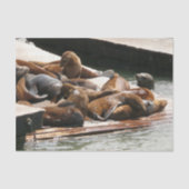 Papier Mousseline Sunning Lions à San Francisco (Recto)