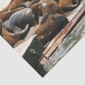 Papier Mousseline Sunning Lions à San Francisco (Détail)