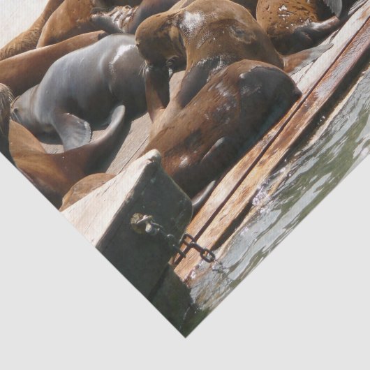 Papier Mousseline Sunning Lions à San Francisco (Détail)