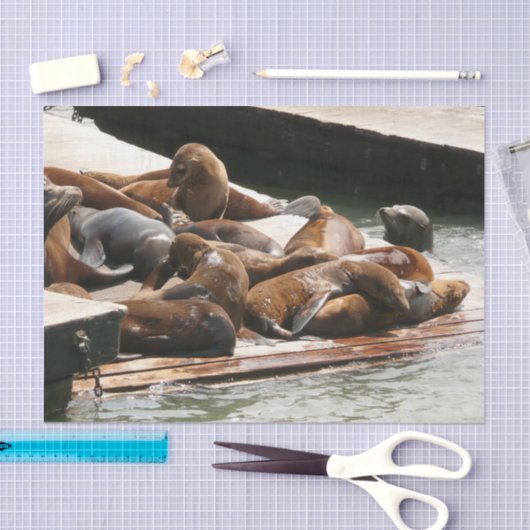 Papier Mousseline Sunning Lions à San Francisco (Artisanat)