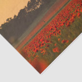 Papier Mousseline Sunset Bathing a Red Poppy Farm (Détail)