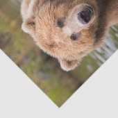 Papier Mousseline Superbe Ours Brown Kodiak (Détail)