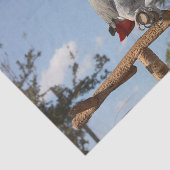 Papier Mousseline Superbe perroquet gris africain (Détail)