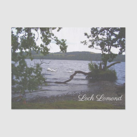 Papier Mousseline Swans sur Loch Lomond (Recto)