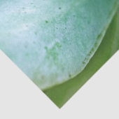 Papier Mousseline Swirl Succulent (Détail)