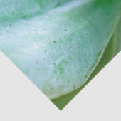 Papier Mousseline Swirl Succulent (Détail)