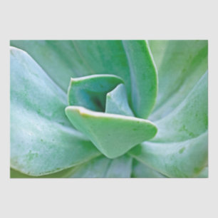 Papier Mousseline Swirl Succulent