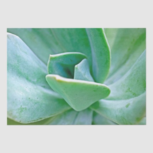 Papier Mousseline Swirl Succulent (Recto)