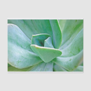 Papier Mousseline Swirl Succulent