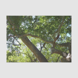 Papier Mousseline Sycamore Tree Nature verte
