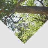 Papier Mousseline Sycamore Tree Nature verte (Détail)