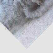 Papier Mousseline Tabby gris mou Chat avec Noël Casquette (Détail)