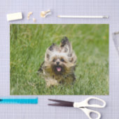 Papier Mousseline Terrier Yorkshire mignon Traversant L'Herbe (Artisanat)