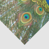 Papier Mousseline Tête de bleu de paon avec et plumes de queue (Détail)