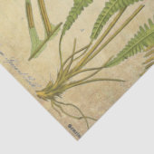 Papier Mousseline Tissu de Decoupage d'apothicaire (Détail)