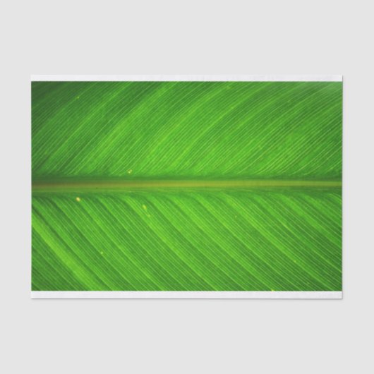 Papier Mousseline Tissu de feuille (Recto)